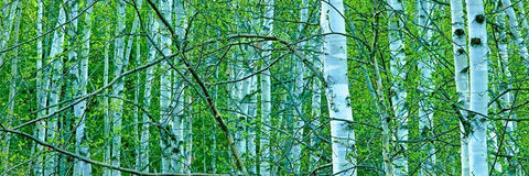 Tree Panorama V Black Ornate Wood Framed Art Print with Double Matting by McLoughlin, James
