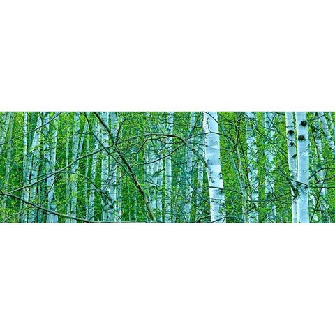 Tree Panorama V Black Modern Wood Framed Art Print by McLoughlin, James