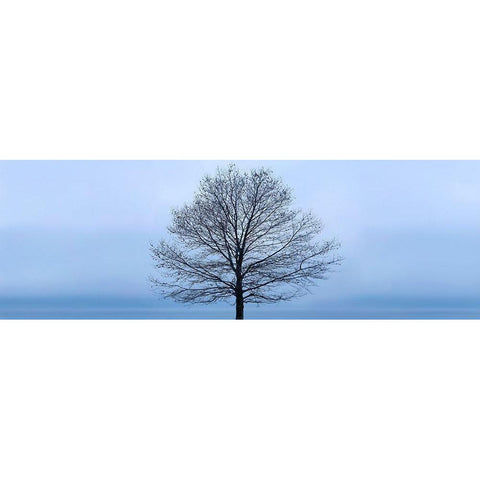 Tree Panorama VI White Modern Wood Framed Art Print by McLoughlin, James