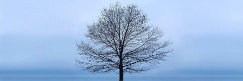 Tree Panorama VI Black Ornate Wood Framed Art Print with Double Matting by McLoughlin, James