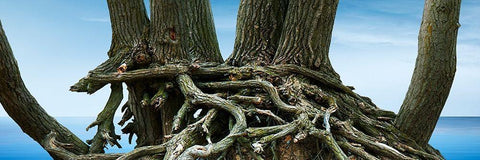Tree Panorama VII Black Ornate Wood Framed Art Print with Double Matting by McLoughlin, James