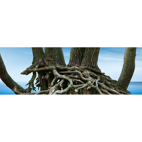 Tree Panorama VII Gold Ornate Wood Framed Art Print with Double Matting by McLoughlin, James