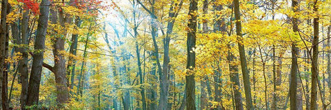 Tree Panorama VIII White Modern Wood Framed Art Print with Double Matting by McLoughlin, James