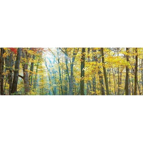 Tree Panorama VIII Black Modern Wood Framed Art Print with Double Matting by McLoughlin, James