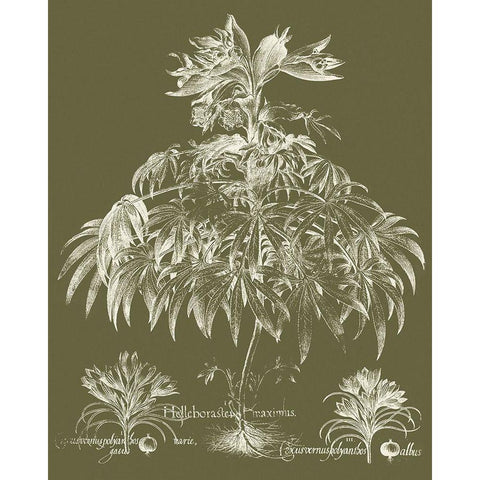 Custom Delicate Besler Botanical I Black Modern Wood Framed Art Print with Double Matting by Vision Studio