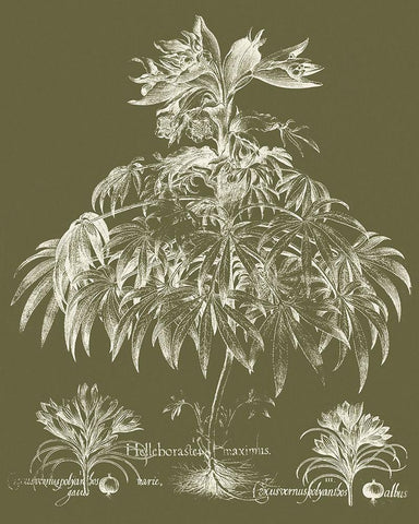 Custom Delicate Besler Botanical I Black Ornate Wood Framed Art Print with Double Matting by Vision Studio