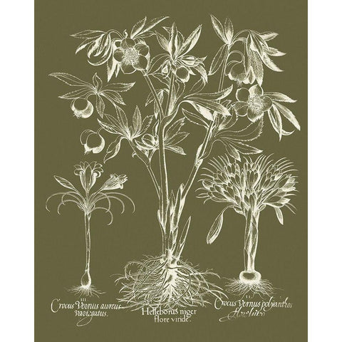 Custom Delicate Besler Botanical II Black Modern Wood Framed Art Print by Vision Studio