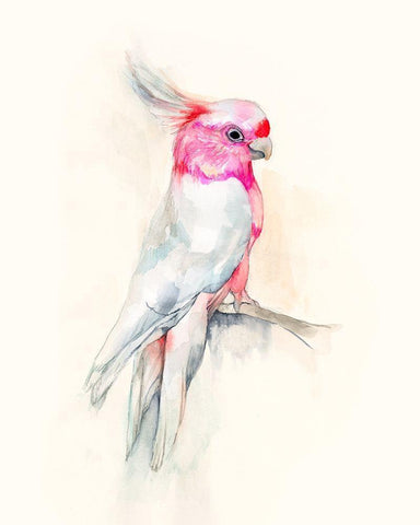 Opera Cockatoo I White Modern Wood Framed Art Print with Double Matting by Goldberger, Jennifer