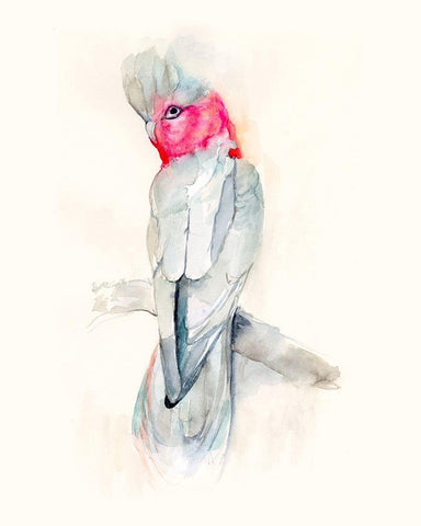 Opera Cockatoo II White Modern Wood Framed Art Print with Double Matting by Goldberger, Jennifer