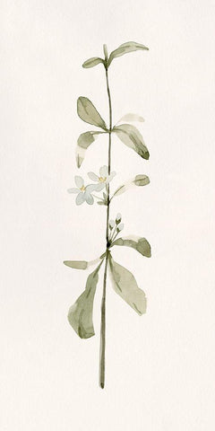 Early Blooms I White Modern Wood Framed Art Print with Double Matting by Caroline, Emma