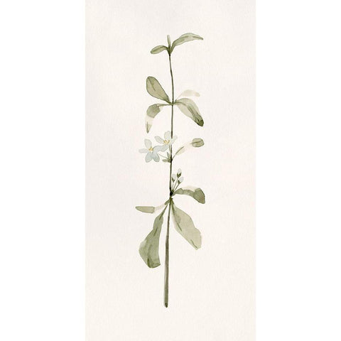 Early Blooms I Black Modern Wood Framed Art Print by Caroline, Emma