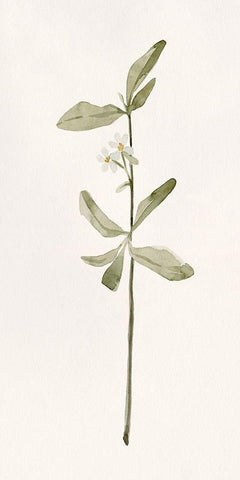 Early Blooms II White Modern Wood Framed Art Print with Double Matting by Caroline, Emma