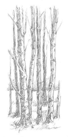 Birch Tree Sketch I White Modern Wood Framed Art Print with Double Matting by Harper, Ethan