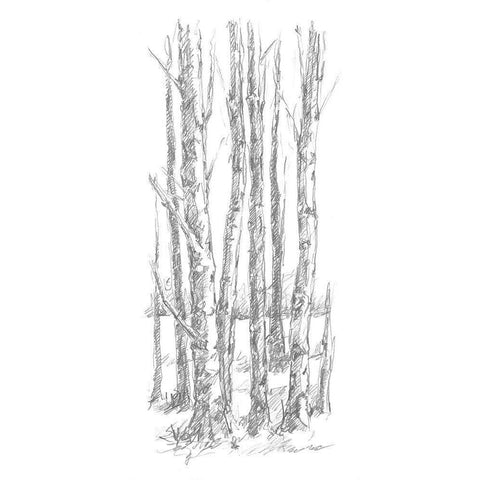 Birch Tree Sketch I Black Modern Wood Framed Art Print with Double Matting by Harper, Ethan
