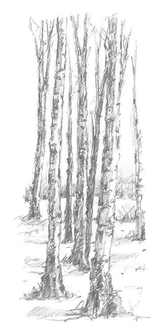 Birch Tree Sketch II Black Ornate Wood Framed Art Print with Double Matting by Harper, Ethan