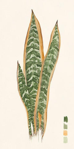 Snake Plants I Black Ornate Wood Framed Art Print with Double Matting by Wang, Melissa