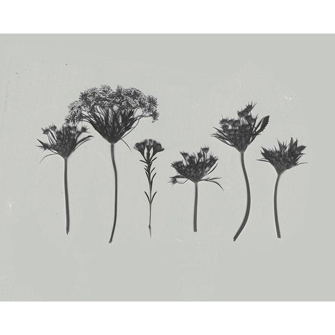 Wildflower Memory I White Modern Wood Framed Art Print by Goldberger, Jennifer