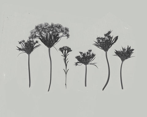 Wildflower Memory I White Modern Wood Framed Art Print with Double Matting by Goldberger, Jennifer