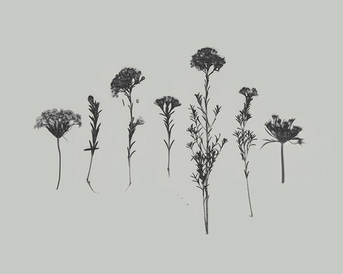 Wildflower Memory II Black Ornate Wood Framed Art Print with Double Matting by Goldberger, Jennifer