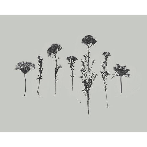 Wildflower Memory II Black Modern Wood Framed Art Print by Goldberger, Jennifer