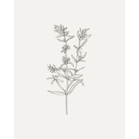 Wild Foliage Sketch I White Modern Wood Framed Art Print by Borges, Victoria