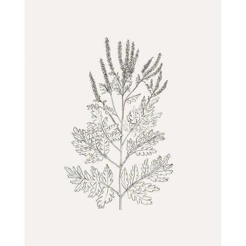 Wild Foliage Sketch II Black Modern Wood Framed Art Print with Double Matting by Borges, Victoria