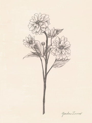 Garden Zinnias I Black Ornate Wood Framed Art Print with Double Matting by Popp, Grace