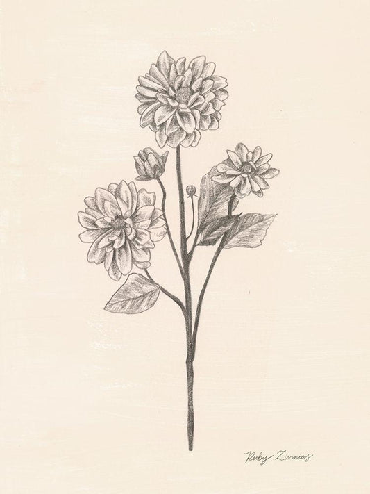 Image Only