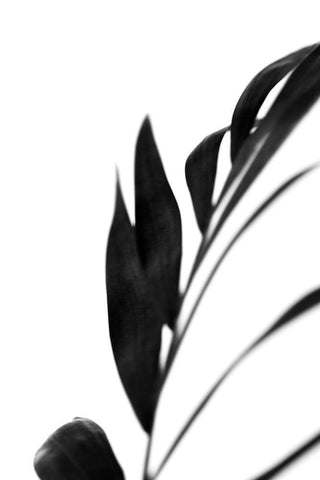 Black Palms III Black Ornate Wood Framed Art Print with Double Matting by Stramel, Renee W.