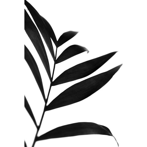 Black Palms IV White Modern Wood Framed Art Print by Stramel, Renee W.