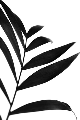 Black Palms IV Black Ornate Wood Framed Art Print with Double Matting by Stramel, Renee W.