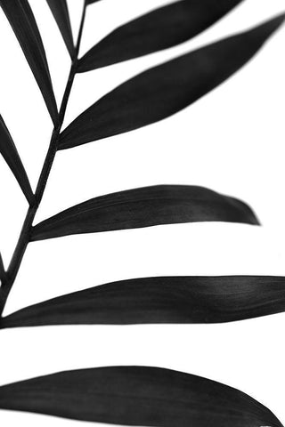 Black Palms V White Modern Wood Framed Art Print with Double Matting by Stramel, Renee W.