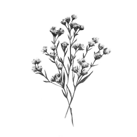 Wild Thistle Bundle I Black Modern Wood Framed Art Print with Double Matting by Scarvey, Emma