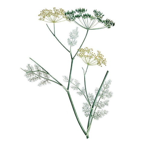 Soft Green Botanical IV White Modern Wood Framed Art Print by Vision Studio