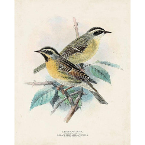 Antique Birds I White Modern Wood Framed Art Print by Unknown