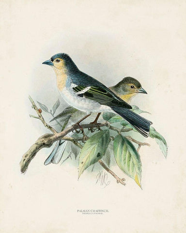 Antique Birds II White Modern Wood Framed Art Print with Double Matting by Unknown