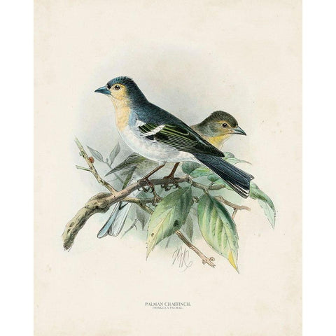 Antique Birds II Gold Ornate Wood Framed Art Print with Double Matting by Unknown