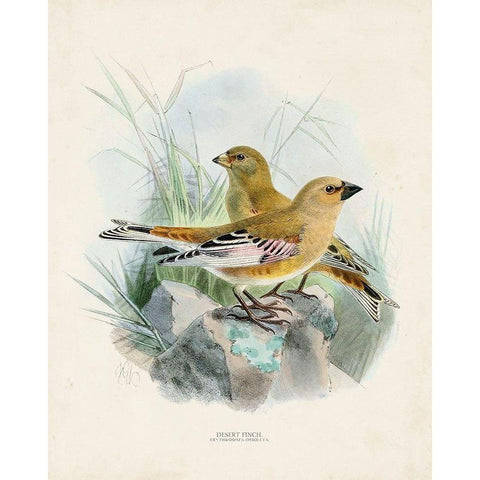 Antique Birds III White Modern Wood Framed Art Print by Unknown