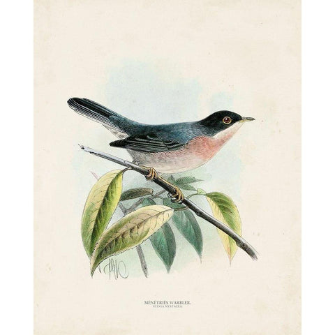 Antique Birds V White Modern Wood Framed Art Print by Unknown