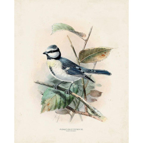 Antique Birds VI White Modern Wood Framed Art Print by Unknown