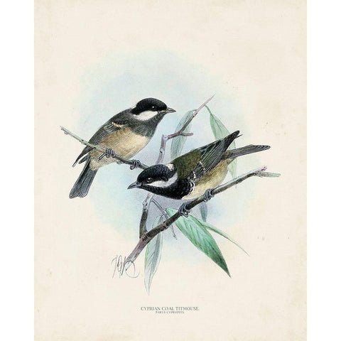 Antique Birds VII Black Modern Wood Framed Art Print with Double Matting by Unknown