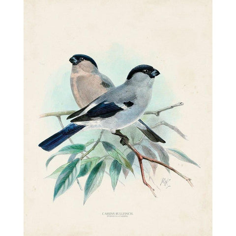 Antique Birds VIII White Modern Wood Framed Art Print by Unknown