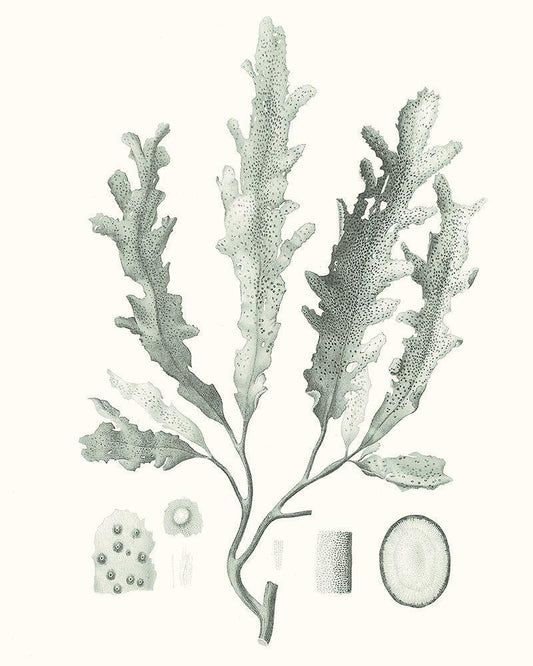 Image Only