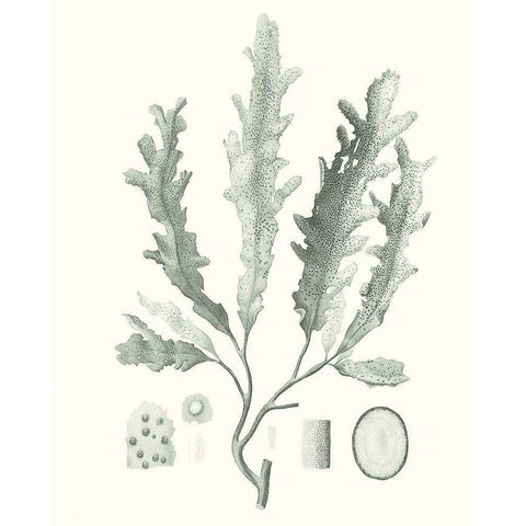 Sage Green Seaweed I White Modern Wood Framed Art Print by Vision Studio