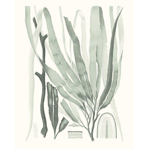 Sage Green Seaweed II Black Modern Wood Framed Art Print with Double Matting by Vision Studio