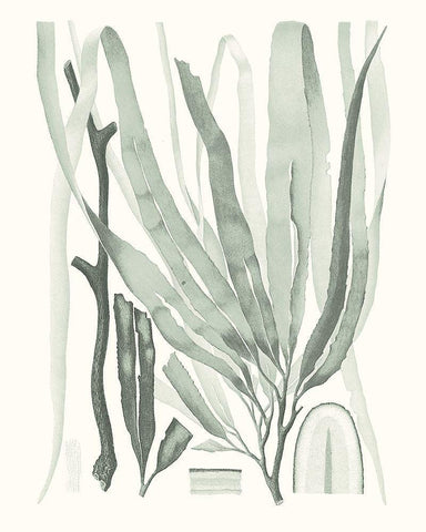 Sage Green Seaweed II White Modern Wood Framed Art Print with Double Matting by Vision Studio