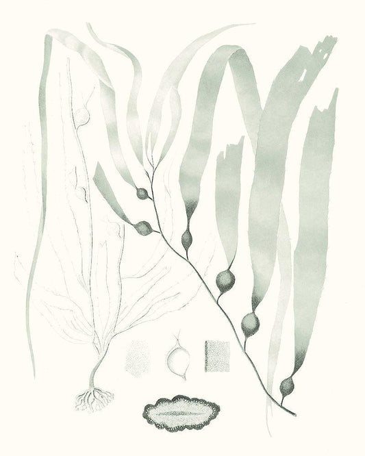 Image Only