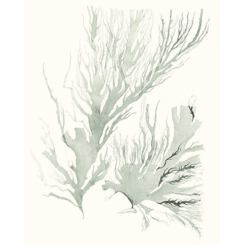 Sage Green Seaweed IV Black Modern Wood Framed Art Print with Double Matting by Vision Studio