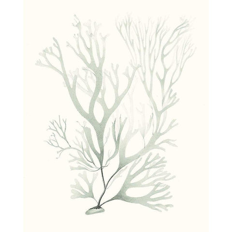 Sage Green Seaweed V Black Modern Wood Framed Art Print with Double Matting by Vision Studio