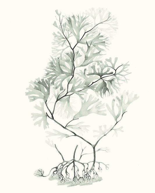 Image Only